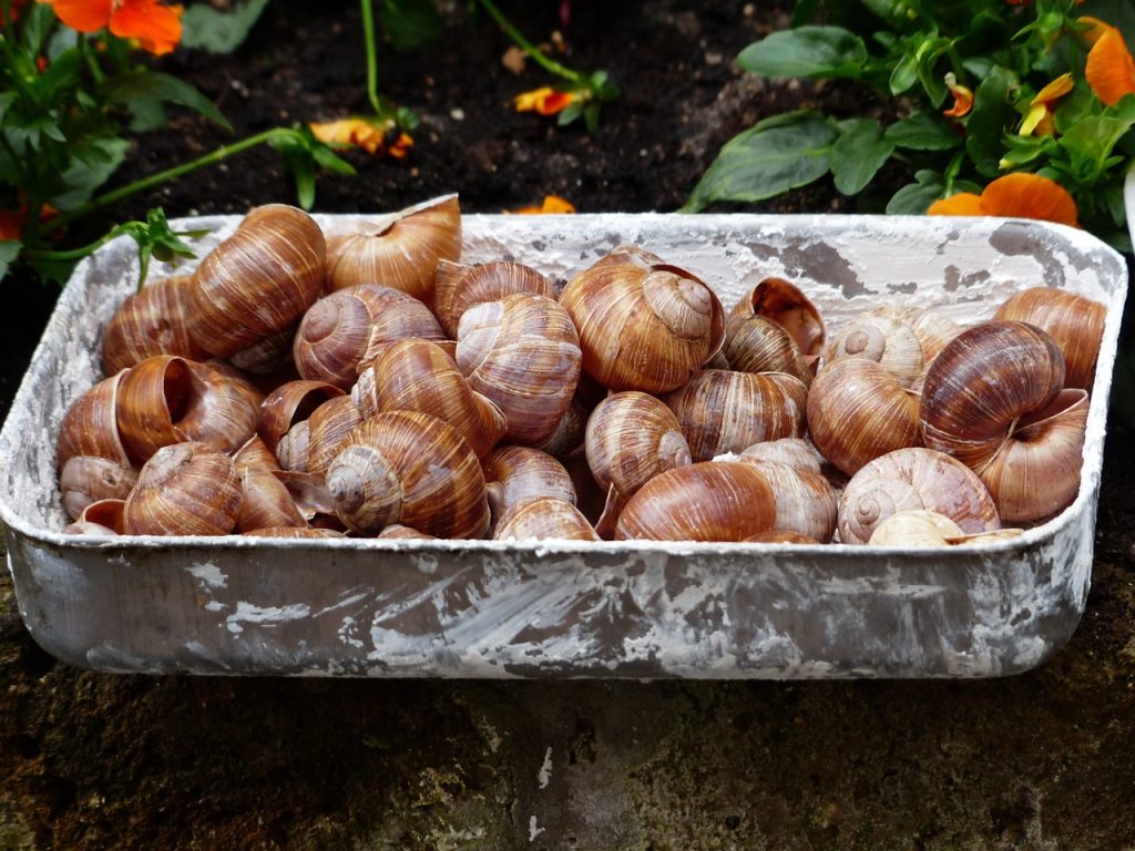 escargots