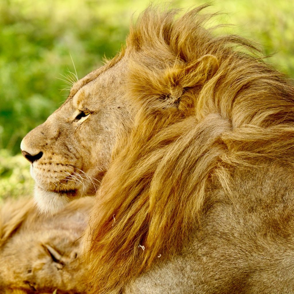 Le Guide Ultime pour Choisir le Meilleur Moment pour un Safari Inoubliable en Tanzanie