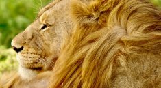 Le Guide Ultime pour Choisir le Meilleur Moment pour un Safari Inoubliable en Tanzanie