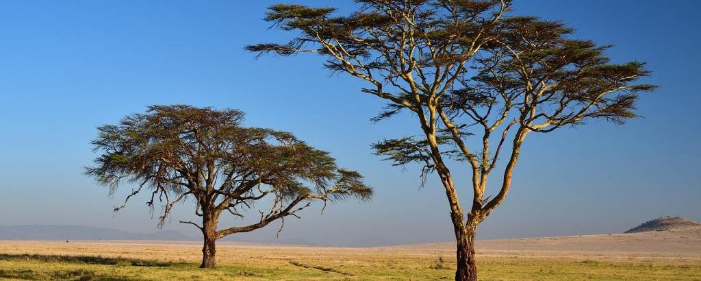 Agence safari Kenya : 5 critères pour bien choisir son organisateur de voyage