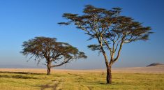 Agence safari Kenya : 5 critères pour bien choisir son organisateur de voyage
