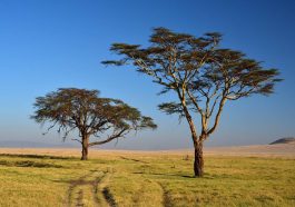 Agence safari Kenya : 5 critères pour bien choisir son organisateur de voyage
