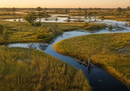 Hors pistes botswana : vivre l’aventure au cœur du delta de l’okavango